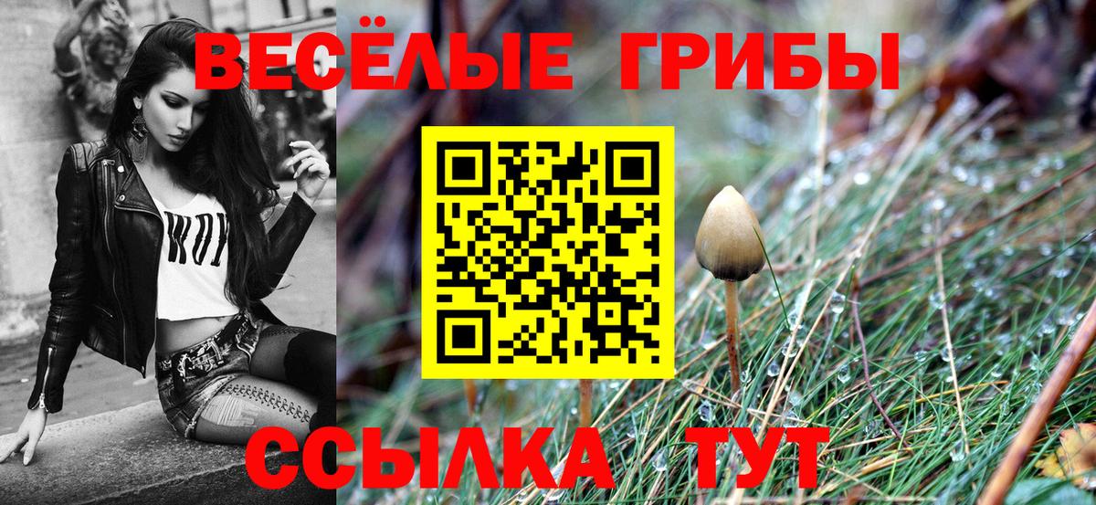 Галлюциногенные грибы Psilocybe Братск
